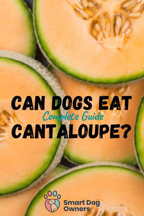 Can Dogs Eat Cantaloupe? Dog Nutrition, Smart Dog, Can Dogs Eat, Dog Eating, Dog Owners, Yorkie, For Dogs, Dog Food Recipes, This Summer