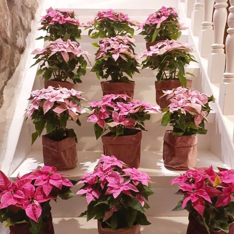 Tips to Enjoy Your Pink Poinsettia as Long as Possible - Thursd Houseplants Safe For Cats, Pink Poinsettia, Poinsettia Care, Poinsettia Plant, Wholesale Plants, Begonia Maculata, Pink Palette, Rose Pastel, Perfect Plants