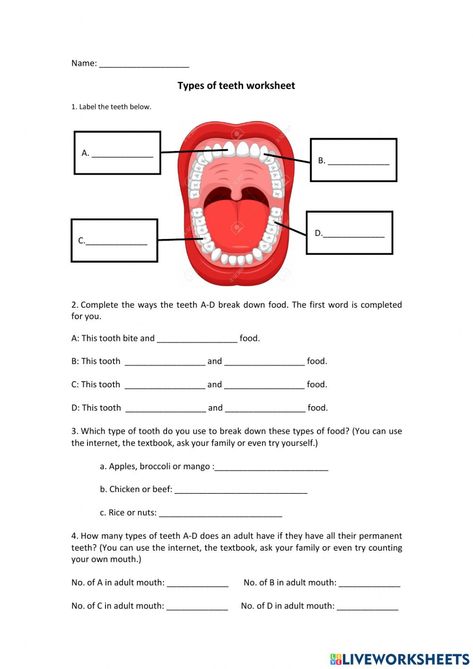 Types Of Teeth Worksheet, Teeth Worksheet, Types Of Teeth, Biology Jokes, Human Body Worksheets, Teeth Diseases, States Of Matter Worksheet, Living And Nonliving, Childrens Yoga