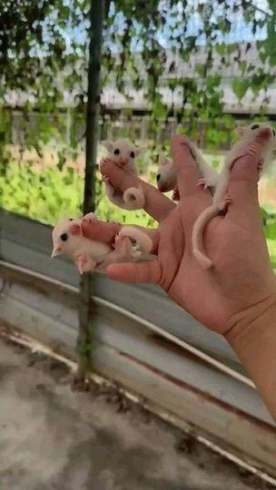 sugar gliders Glider Tattoo, Sugar Glider Habitat, Sugar Glider Cute, Glider Animal, Cute Sugar Glider, Sugar Glider Baby, Sugar Glider Pet, Sugar Glider Cage, Cute Animal Tattoos