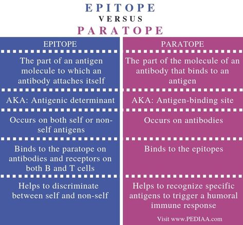 What is the Difference Between Epitope and Paratope - Pediaa.Com Good Leadership Qualities, Earn Respect, Be Assertive, Assertive Communication, Extroverted Introvert, Good Communication Skills, Leadership Qualities, Educational Leadership, Respect Others