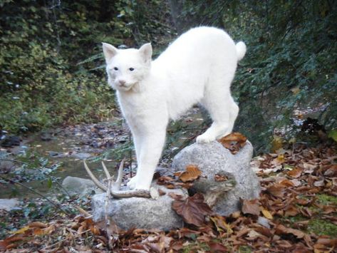 White bobcat - PredatorMasters Forums Rare Albino Animals, White Animals, Albino Animals, Interesting Animals, Animale Rare, Unusual Animals, Rare Animals, Pretty Animals, Kuta