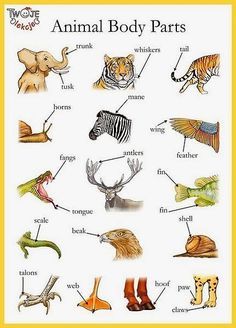 Animal body parts English vocabulary - Trunk, shell, whiskers and so forth #ESL… Animal Body Parts, English Vocab, Kids English, English Fun, English Resources, English Language Teaching, English Lessons For Kids, English Writing Skills, English Activities