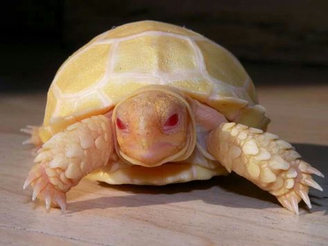 Albino turtle Albino Turtle, Red Ear Turtle, Star Tortoise, Indian Star Tortoise, Red Footed Tortoise, Tortoise House, Russian Tortoise, Sulcata Tortoise, Albino Animals