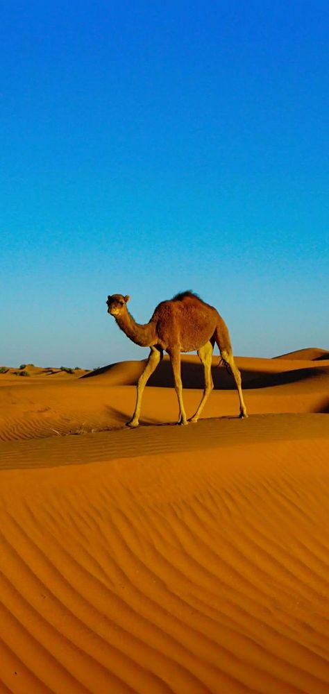 Camel Wallpaper, Wallpaper Gallery, Amazing Photo, Animal Planet, Wild Animals, South Africa, Cool Photos, Camel, Wallpapers