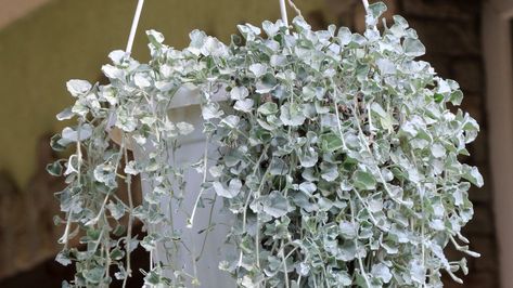 How to Plant, Grow, and Care for 'Silver Falls' Dichondra Dichondra Repens, Silver Falls Dichondra, Silver Falls, Silver Dollar, Hanging Baskets, How To Grow, To Grow, Vines, Baskets