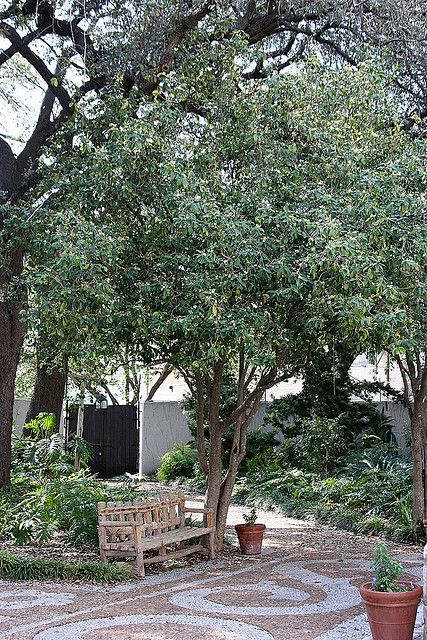 Explore Erin and Lance Adventures' photos on Flickr. Erin and Lance Adventures has uploaded 9358 photos to Flickr. Planter Trees, Tea Olive Tree, Sweet Olive Tree, Privacy Screen Plants, Olive Trees Garden, Osmanthus Fragrans, Peach Scent, South Alabama, Orange Tea