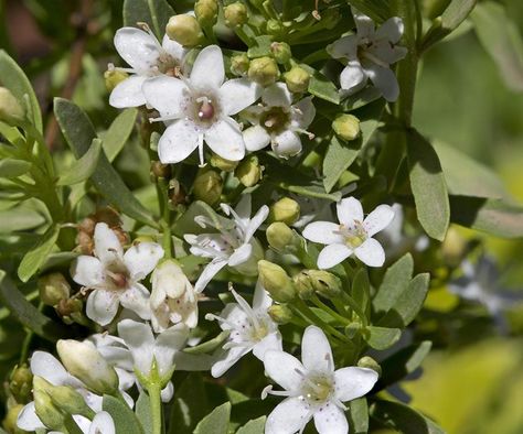 5 Flowering Groundcovers For Australia Creeping Boobialla, Myoporum Parvifolium, Flowering Ground Cover, Australian Garden Design, Garden Problems, Australian House, Seeding Lawn, Weeds In Lawn, Ground Covers