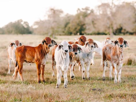 Brahman cattle (Bos indicus) Brahman Cattle Photography, Cute Animal Pfp, Cattle Pictures, Cute Animal Pics, Cute Animals Videos, Brahman Cattle, Animal Pfp, Cute Animal Character, Pet Cows