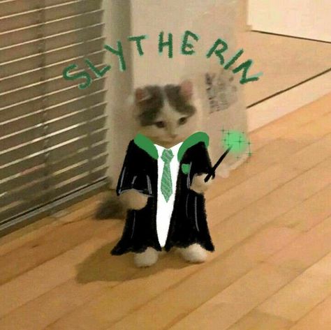 Harry Potter Cat, Cat Edit, Cat Dressed Up, Cat Profile, Harry Potter Tumblr, Slytherin Aesthetic, Cat Icon, Anime Cat, Cat Aesthetic