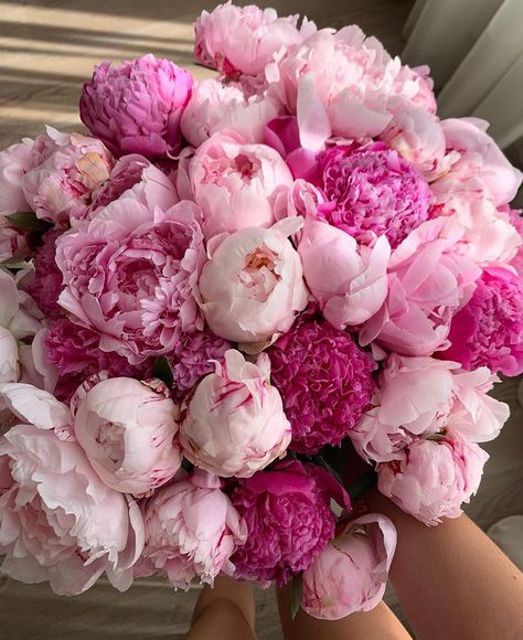 Pink Peonies, Peonies, On Twitter, Twitter, Flowers, Pink, Instagram