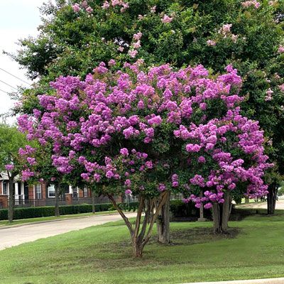 Catawba Crape Myrtle, Crepe Myrtle Trees, Driveway Entrance Landscaping, Red Rocket, Myrtle Tree, Crepe Myrtle, Pastel Landscape, Crape Myrtle, Watermelon Red