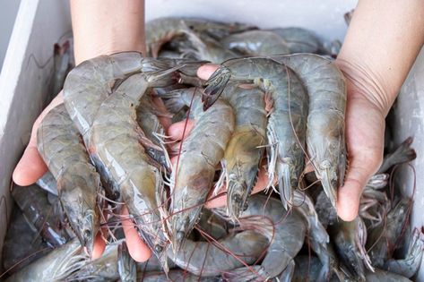 Fruit And Veg Shop, White Shrimp, Water Woman, Vegetables Photography, Farming Business, Photo Food, Cute Animals Puppies, Fish Farming, Phish