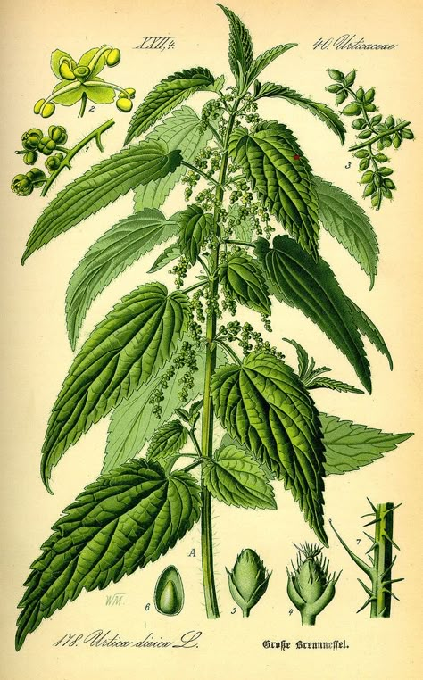 Wild Foraging: How To Identify, Harvest, Store and Use Stinging Nettle - The Daring Gourmet Wild Foraging, Stinging Nettle, Illustration Botanique, Aquaponics System, Wild Edibles, Herbal Infusion, Wild Food, Wild Plants, Botanical Illustrations