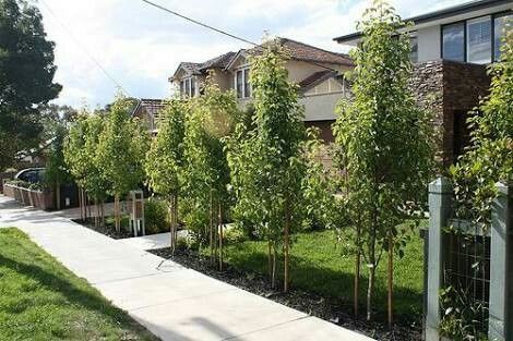 Formal garden ornamental pear trees Ornamental Pear Tree, Tree Garden, Garden Screening, Formal Garden, Pear Trees, Pear Tree, Chelsea Flower Show, Garden Trees, Front Garden