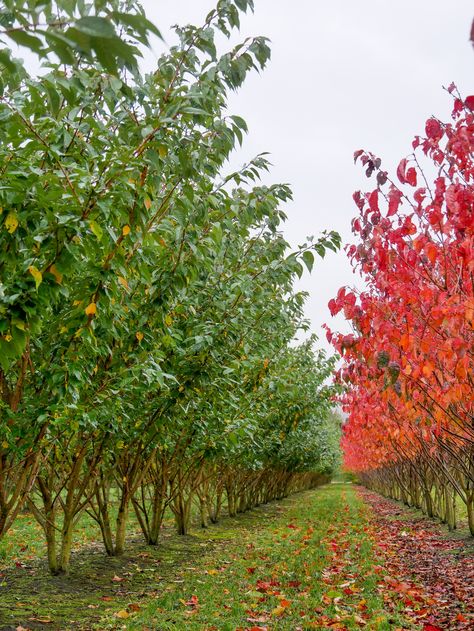 Prunus serrulata 'Kanzan', in spring this tree stands out because of its beautiful blossom. In autumn the leaves are beautifully discolored.⁠ Prunus Serrulata Kanzan, Ornamental Cherry, Prunus Serrulata, Cherry Trees, Tree Stands, Sandy Soil, Feather Tree, Autumn Colours, Clay Soil