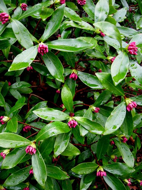 winter daphne  Daphne odorata. The perfume wafts through the yard. My kids call this Crunchberry Bush, lol. Evergreen. Winter Daphne, Garden Shrubs Evergreen, Daphne Odora, Plant Reference, Evergreen Garden, Shade Gardens, Planting Ideas, Winter Plants, Garden Shrubs