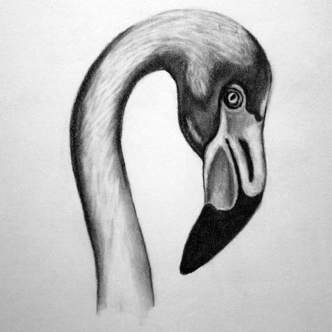 Acrylic Animals, Drawing Shading, Easy Animal Drawings, Scratchboard Art, Flamingo Painting, Pencil Drawings Of Animals, Animal Sketches, Bird Drawings, Love Drawings