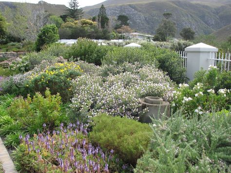 fynbos country cottage garden style Fynbos Garden, Country Cottage Garden, Dutch Gardens, Waterwise Garden, Hydrangea Garden, Dry Garden, Coastal Gardens, Water Wise, Drought Tolerant Plants