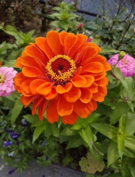 Orange Zinnia, November Birth Flower, Zinnia Flowers, Plant Tattoo, Elements Of Nature, Good Night Wishes, Flower Photography, Pretty Plants, Beautiful Flowers Pictures