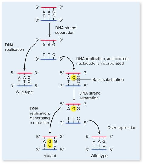 point mutation = only one base pair is changed. Point Mutation, Dna Strand, Dna Replication, Human Anatomy And Physiology, Molecular Biology, Anatomy And Physiology, Biochemistry, Human Anatomy, Genetic