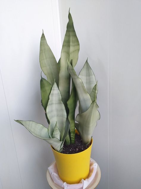 Snake Plant Moonshine, Sansivera Moonshine, Moonshine Snake Plant, Sansevieria Moonshine, Indoor Oasis, Sansevieria Plant, Mother In Law Tongue, Buy Seeds, Green Tone