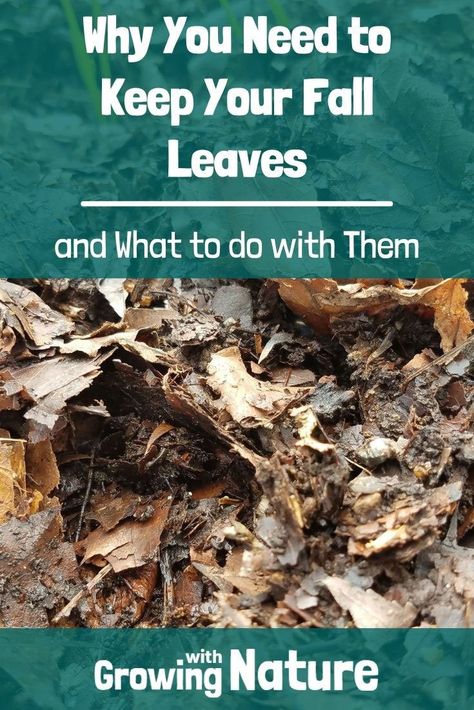 What To Do With Leaves In Yard, What To Do With Fall Leaves, Leaf Mulch, Types Of Insects, Food Forest, Dry Leaf, Tree Leaves, Garden Soil, Plant Needs