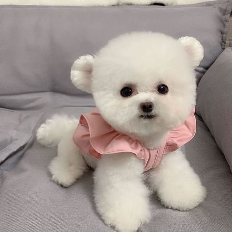 Cute Big Dogs, Chinese Dog, Cute Dog Wallpaper, Very Cute Dogs, Really Cute Dogs, Maltese Puppy, Fluffy Dogs, Dog Apparel, Dog Wallpaper