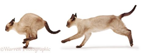 Cats Running Drawing, Cat Running, Cat Poses, Cat Anatomy, Cat Run, Kitten Photos, Cat Reference, Warrior Cats Art, Cat Pose