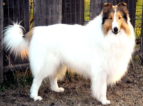 Beautiful sable-headed white rough collie = that's what our sweet "Katie" was ♥ Teacup Pug, Big Fluffy Dogs, Scotch Collie, Smooth Collie, Shetland Sheep, Rough Collie, Aggressive Dog, Best Dog Breeds, Fluffy Dogs