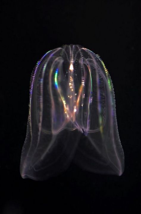 Bioluminescent jellyfish. It lights up and goes through the entire spectrum of color! so amazing. #sealife #colourful #sealife Bioluminescent Jellyfish, Dark Water, Under The Water, Deep Sea Creatures, Life Aquatic, Sea Slug, Beautiful Sea Creatures, Underwater Creatures, Underwater Life