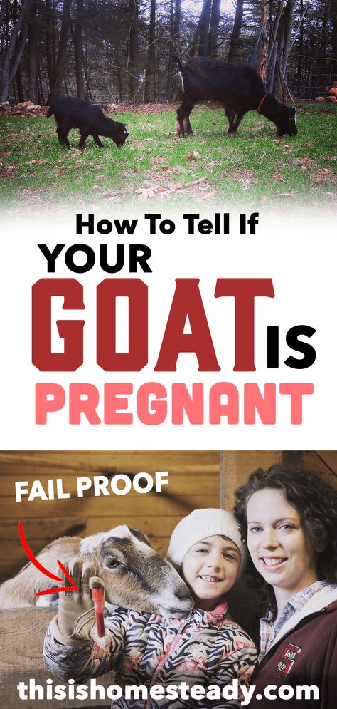 How can you tell if a goat is pregnant? While it is hard to tell by looking and feeling a goat pregnancy test can be performed that gives conclusive results.   Don't let this season surprise you with unexpected kids, or even worse... an anticipated birth that never comes! Find out how to do a goat pregnancy test in this article (WITH A VIDEO DEMO) Pregnancy Blood Test, Goat Life, Goat Herder, Care During Pregnancy, Female Goat, Goat Care, Early Pregnancy Signs, Induce Labor, Pregnancy Signs