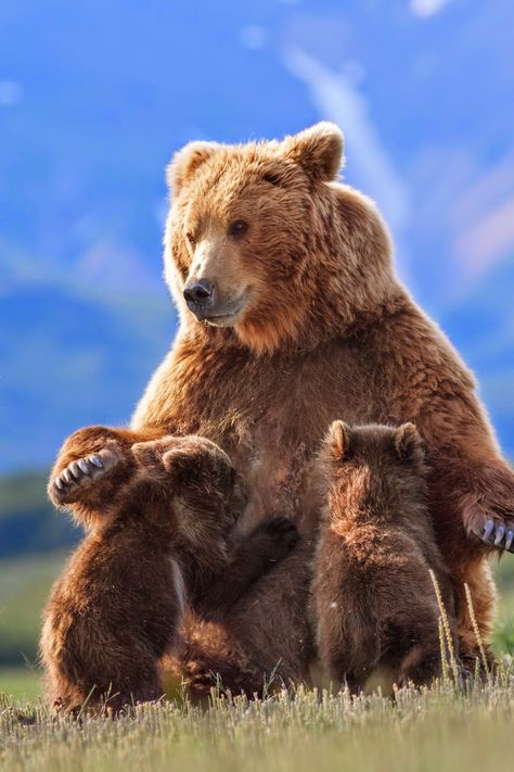 Movie Review: Disneynature's Bears - The Best Disneynature Film Yet! Photo Ours, Mother Bears, Brown Bears, Bear Photos, Spirit Guide, Spirit Animals, Awesome Animals, Bear Pictures, Favorite Animals