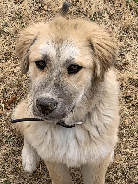 German Shepherd Great Pyrenees, Great Pyrenees German Shepherd, Great Pyrenees Puppies, German Shepherd Mix Puppies, Shepherd Mix Puppies, Pyrenees Puppies, Mixed Dog Breeds, Great Pyrenees Puppy, Dog Crossbreeds