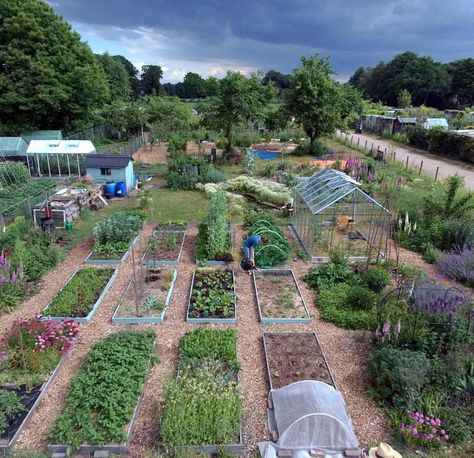 Our permaculture plot in June is the best place! You can see the no dig kitchen garden, cottage garden to the right, green house, pond,… House Pond, Dig Gardens, Permaculture Gardening, Permaculture Design, Gardening Techniques, Website Ideas, Food Forest, Vegetable Garden Design, Spring Bulbs