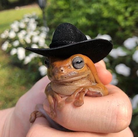 𓆏 en Instagram: “yeehaw » » » other accounts: @softnblw @aestheticarya » » » • tags • { #goblin #goblincore #frog #forest #moss #wholesome #goblim…” Cowboy Frog, Pet Frogs, Frog Pictures, Cute Reptiles, Frog And Toad, Cute Frogs, Cute Animal Photos, Cute Creatures, Animal Photo