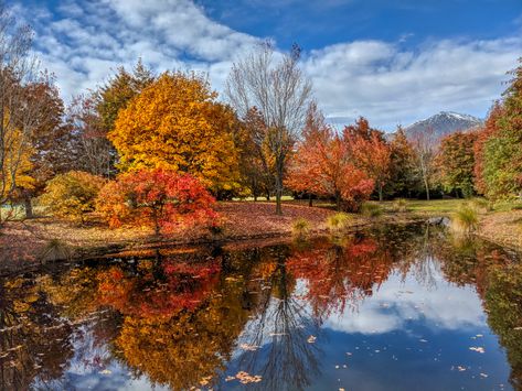 Different Trees, Best Landscape Photography, Nature Photography Trees, Autumn Walk, Fall Landscape Photography, Image Nature, Hdr Photography, Landscape Photography Nature, Autumn Nature