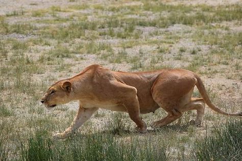 Lioness Hunting, Lions Hunting, Lion Female, Lion Hunting, Female Lion, Lion Photography, Lions Photos, Cat Anatomy, Serengeti National Park