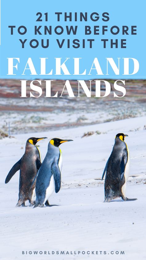 Packed with comprehensive information to prepare you for your journey to the Falkland Islands, these 21 essential tips encompass every facet of your visit. The Falkland Islands, Falkland Islands, All Who Wander, Travel Spots, Travel Pins, Sea Lion, Time To Go, Small Island, What To Pack