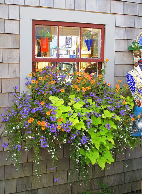 Beautiful Flower Box Terraced Garden, Garden Board, Southern Porches, Sweet Potato Vine, Potato Vines, Gothic Garden, Backyard Landscape, Cottage Gardens, Flowers Gif