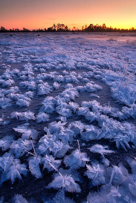 . Frozen Flowers, Ice Flowers, Belle Nature, Winter Wonder, Pics Art, Winter Scenes, Estonia, Amazing Nature, Nature Beauty