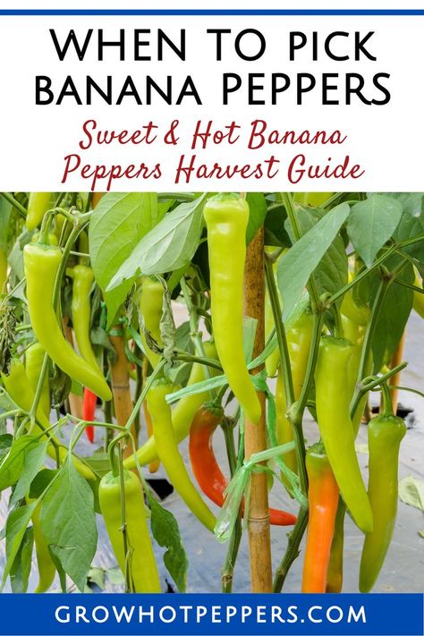 when to pick Banana peppers Hot Banana, Sweet Banana Peppers, Growing Hot Pepper, Hot Banana Peppers, Banana Peppers, Hot Peppers, Garden Stand, Green Banana, Stuffed Banana Peppers