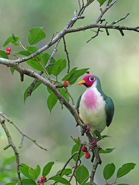 Fruit Dove, Dove Pigeon, Forest Canopy, Fruit Tree, Colorful Fruit, Pretty Birds, Cute Creatures, Bird Species, Engagement Activities