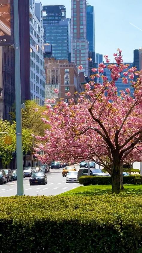 Park Avenue Nyc, Pink Flower Pictures, Spring Park, Visiting Nyc, Nyc Life, New York Life, Nyc Trip, Park Avenue, Cherry Blossoms