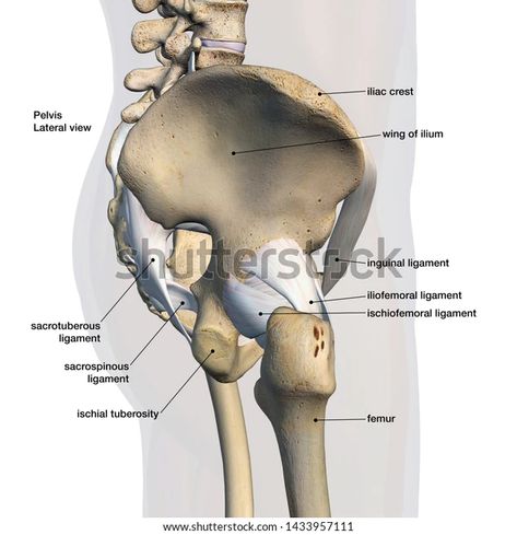 Pelvis Side View, Male Pelvis, Leg Muscles Anatomy, Quadriceps Femoris, Soleus Muscle, Gastrocnemius Muscle, Fascia Lata, Piriformis Muscle, Hip Bone