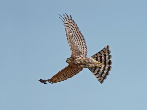 Eurasian sparrowhawk in flight Sparrow Hawk, Fastest Bird, Sparrowhawk, Peregrine, Fascinating Facts, Animal Facts, Backyard Birds, Back Gardens, Yellow Eyes