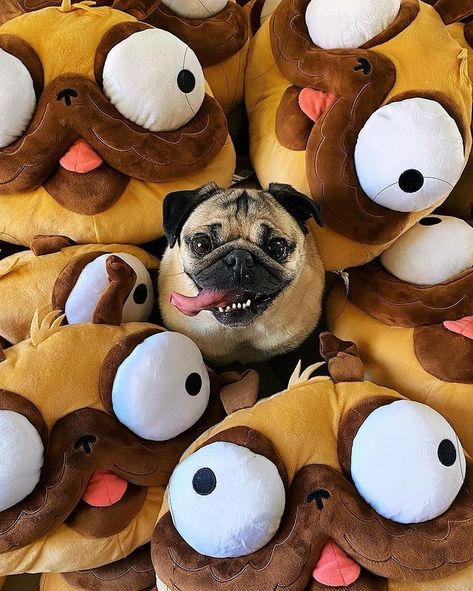 Funny Pug Videos, Doug The Pug, Dog Accesories, Pugs And Kisses, Baby Pugs, Cute Small Animals, Cute Dog Pictures, A Pug, Pug Puppies