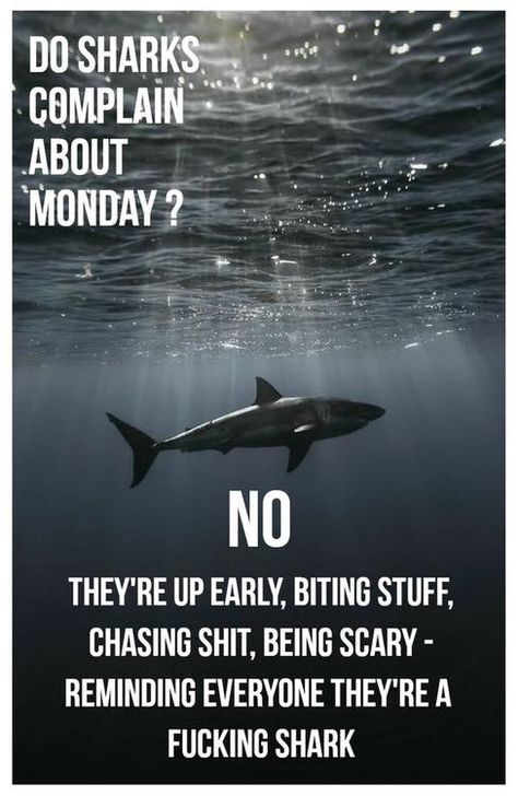 Do sharks complain about Monday?! Ju Jitsu, Warrior Quotes, Badass Quotes, Work Humor, Work Quotes, Gorillaz, A Sign, Sharks, Great Quotes