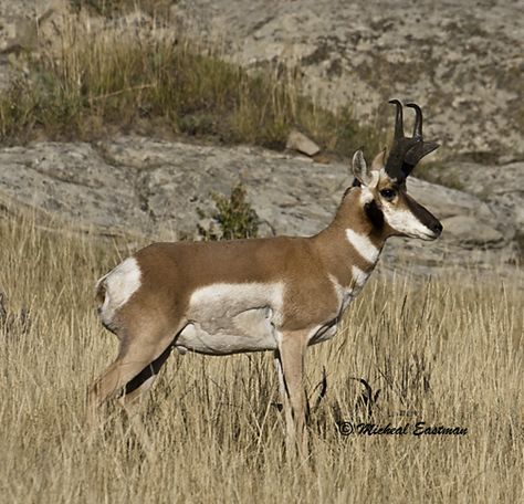 Wyoming Antelope Sheep Reference, Pronghorn Antelope Drawing, Wyoming Wildlife, Antelope Hunting, Antelope Photography, Hunting Ideas, Pronghorn Antelope, Gerenuk Antelope, Deer Artwork