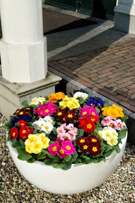 Balkonsko Cvijeće, Front Yard Flowers, Small Yard Landscaping, Summer Flowers Garden, Container Garden Design, Small Front Yard Landscaping, Garden Basket, Front Yard Garden Design, Container Gardening Flowers